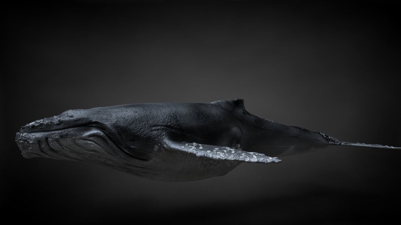 Humpback Whale C4D Rigged 3D model_17