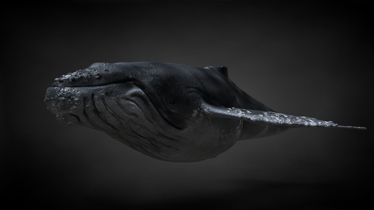 Humpback Whale C4D Rigged 3D model_15