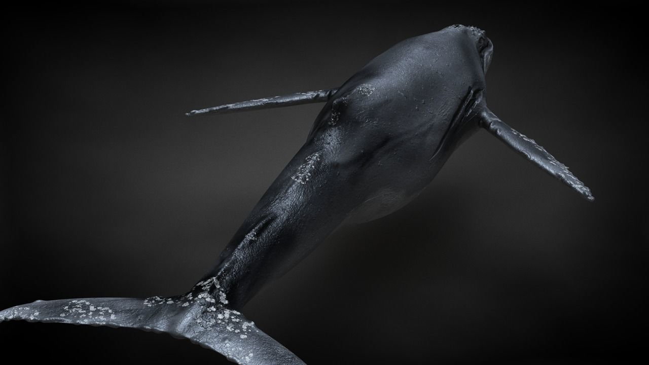 Humpback Whale C4D Rigged 3D model_20