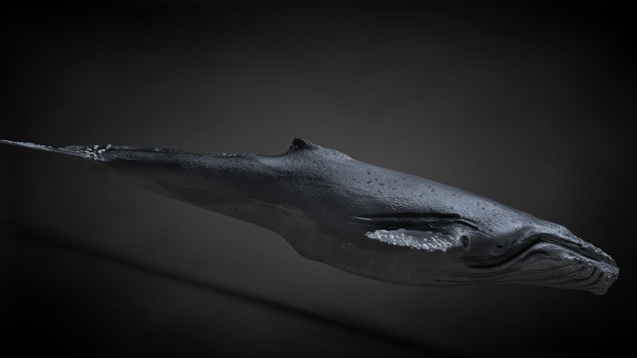 Humpback Whale C4D Rigged 3D model_22