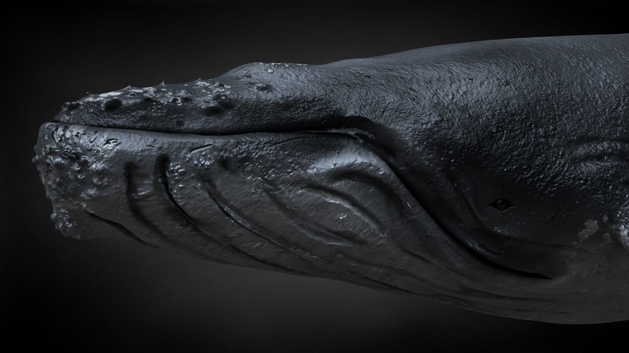 Humpback Whale C4D Rigged 3D model_5