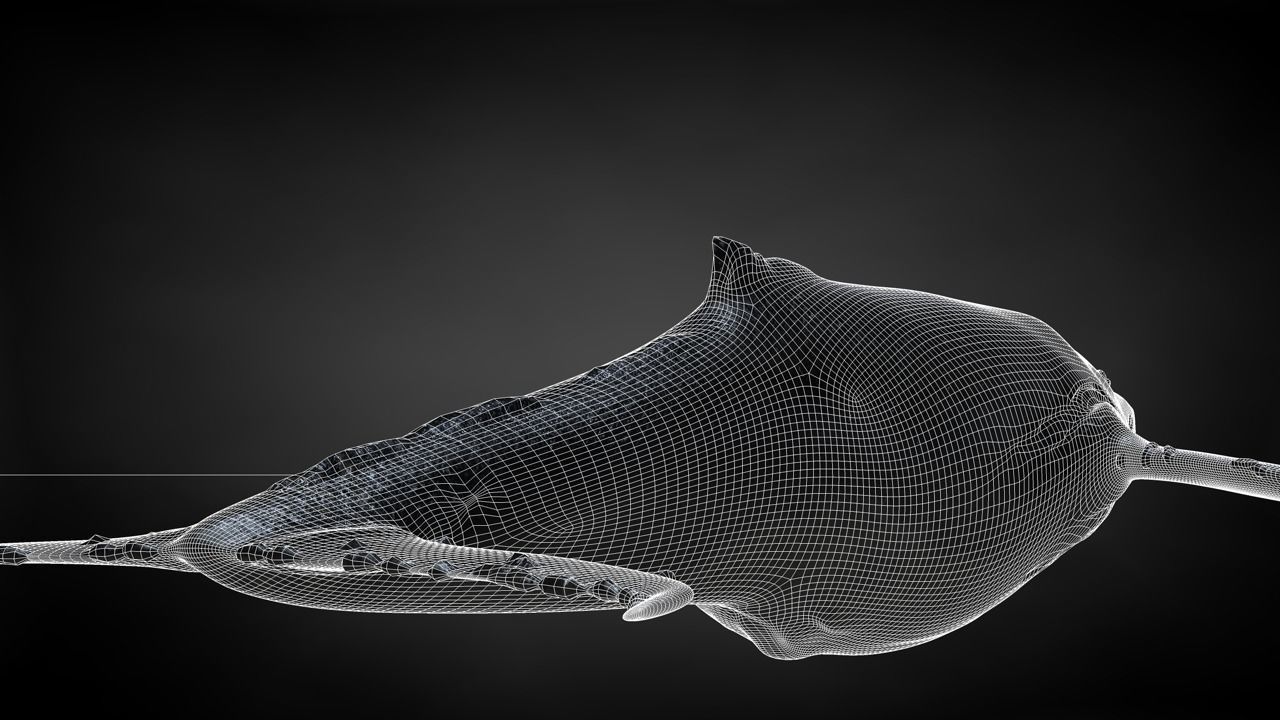 Humpback Whale C4D Rigged 3D model_32