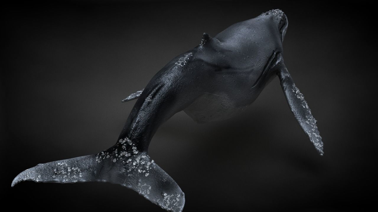 Humpback Whale C4D Rigged 3D model_7