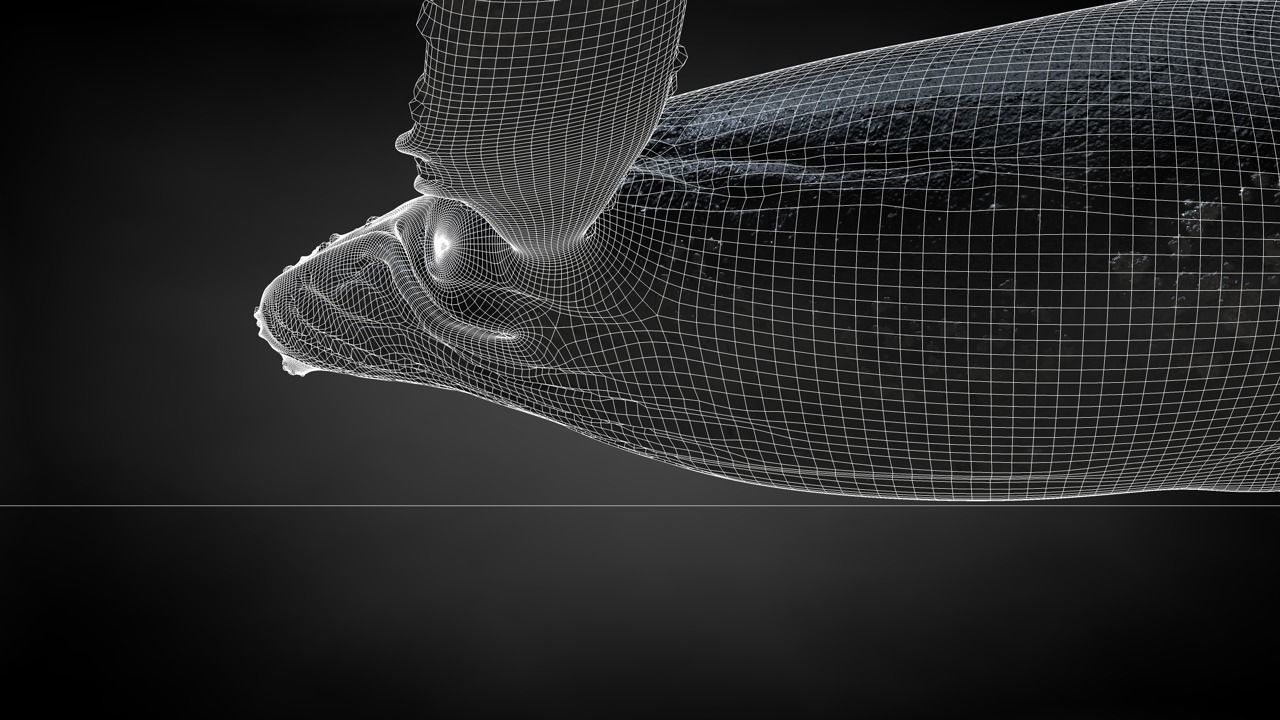 Humpback Whale C4D Rigged 3D model_40