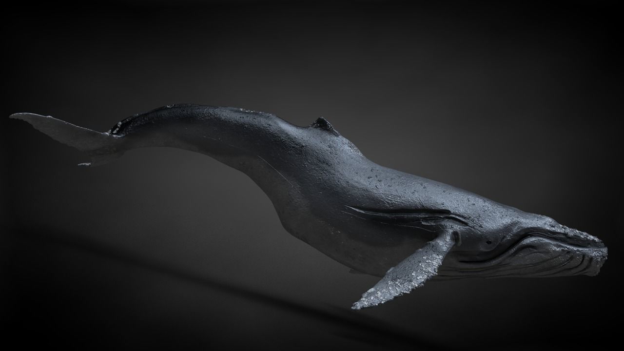 Humpback Whale C4D Rigged 3D model_9