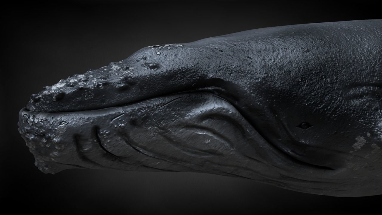 Humpback Whale C4D Rigged 3D model_18