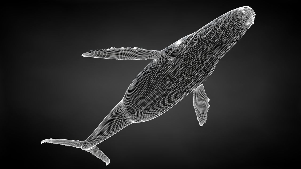 Humpback Whale C4D Rigged 3D model_38