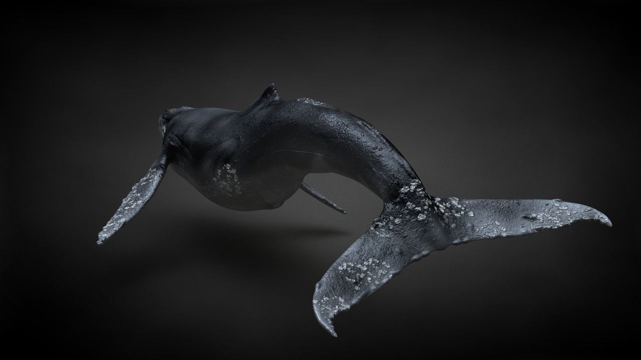 Humpback Whale C4D Rigged 3D model_11