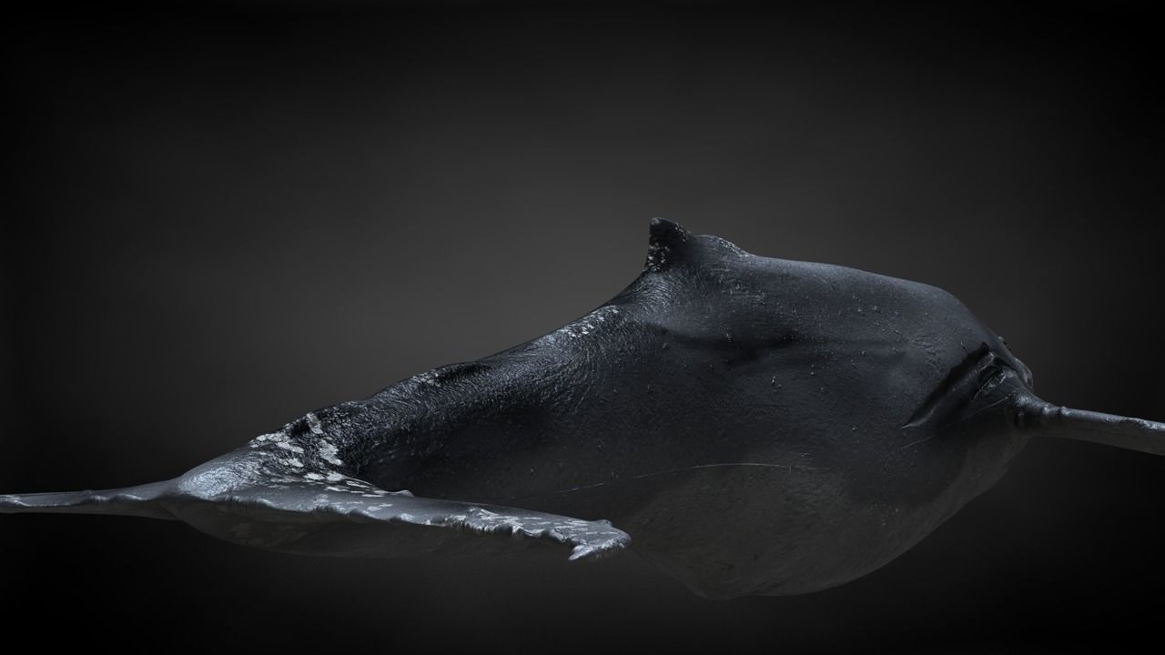 Humpback Whale C4D Rigged 3D model_19
