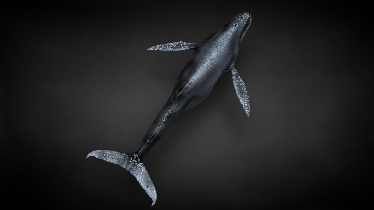 Humpback Whale C4D Rigged 3D model_23