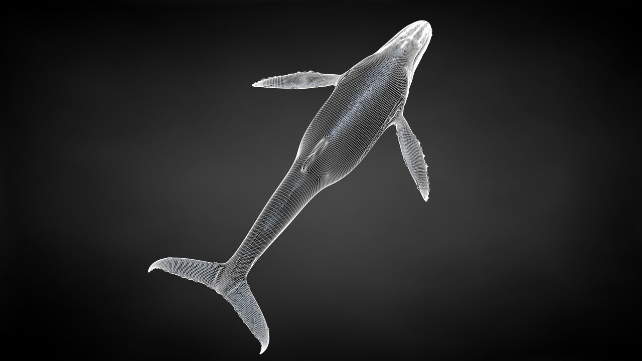 Humpback Whale C4D Rigged 3D model_36