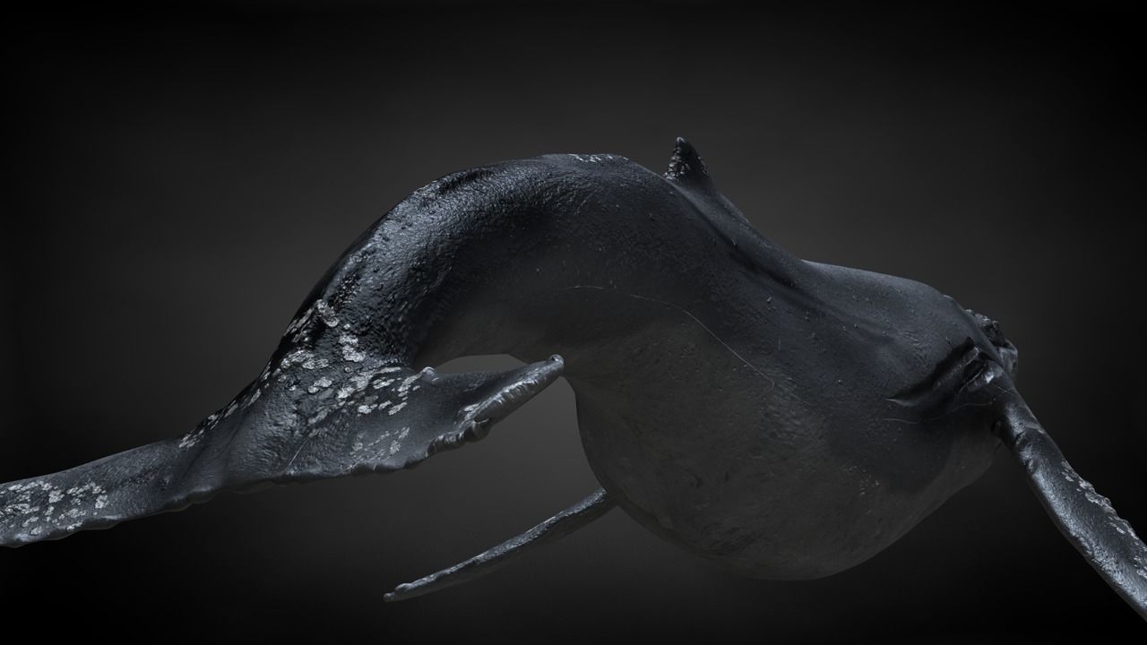 Humpback Whale C4D Rigged 3D model_6