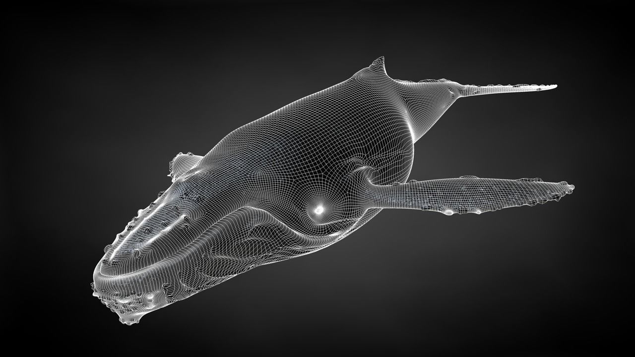 Humpback Whale C4D Rigged 3D model_29
