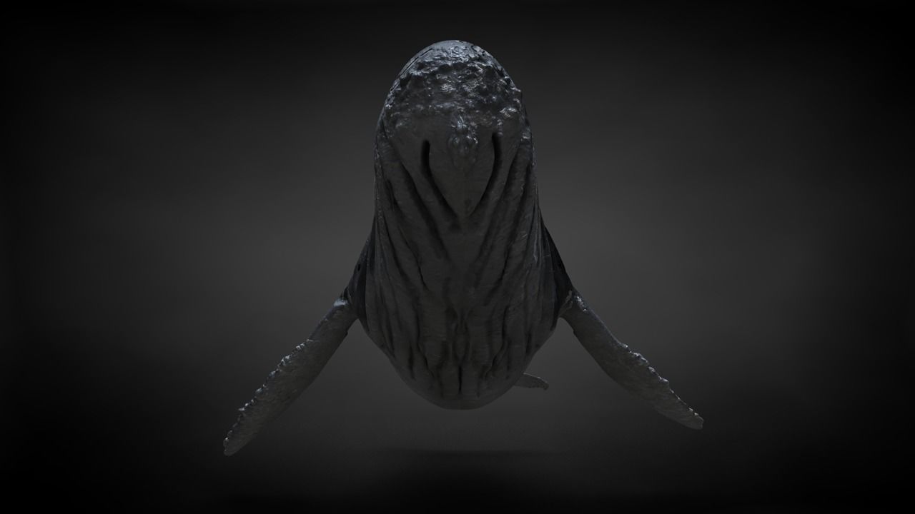 Humpback Whale C4D Rigged 3D model_13