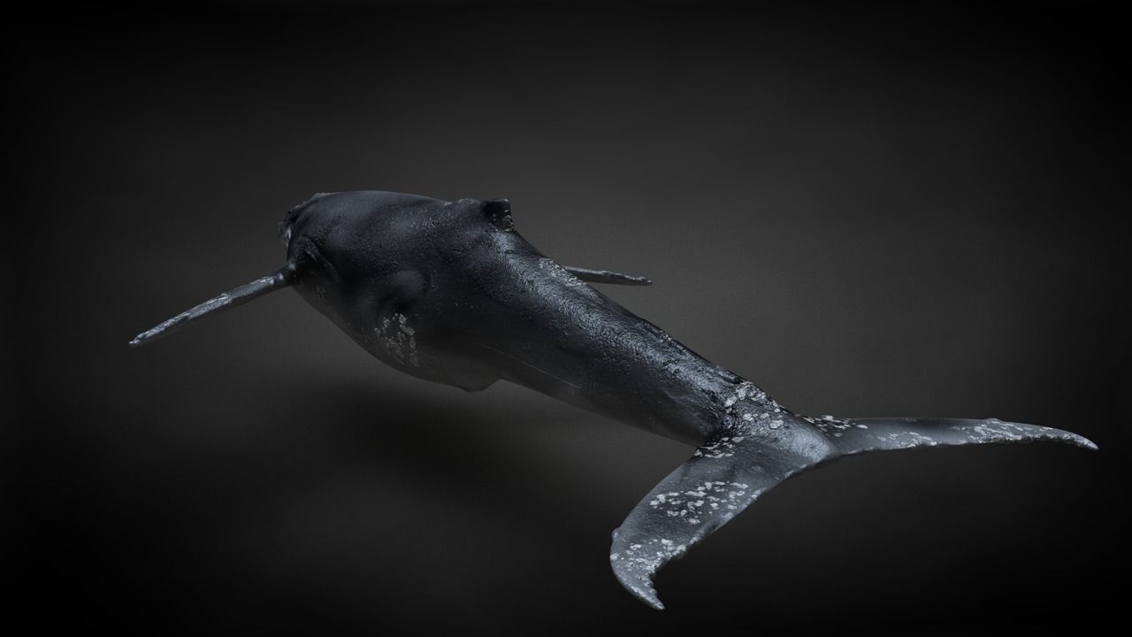 Humpback Whale C4D Rigged 3D model_24