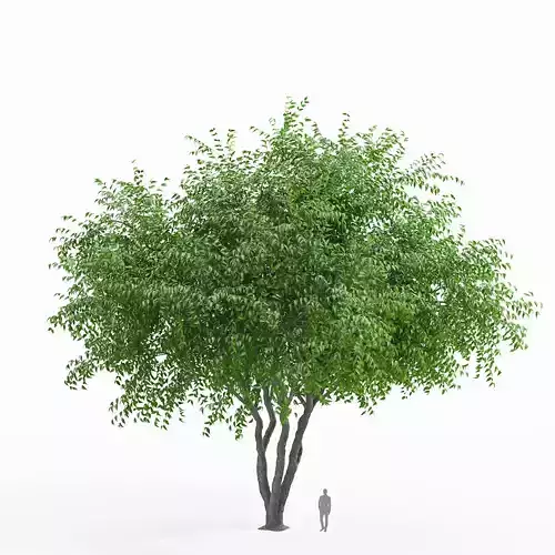 american elm tree 01