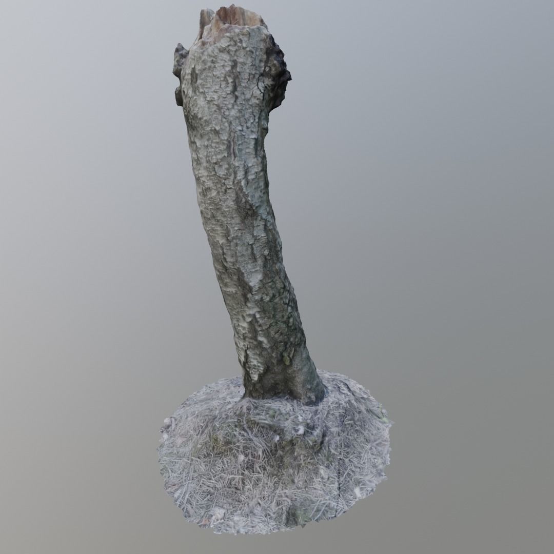 3D Scanned Stump 13 3D model_1