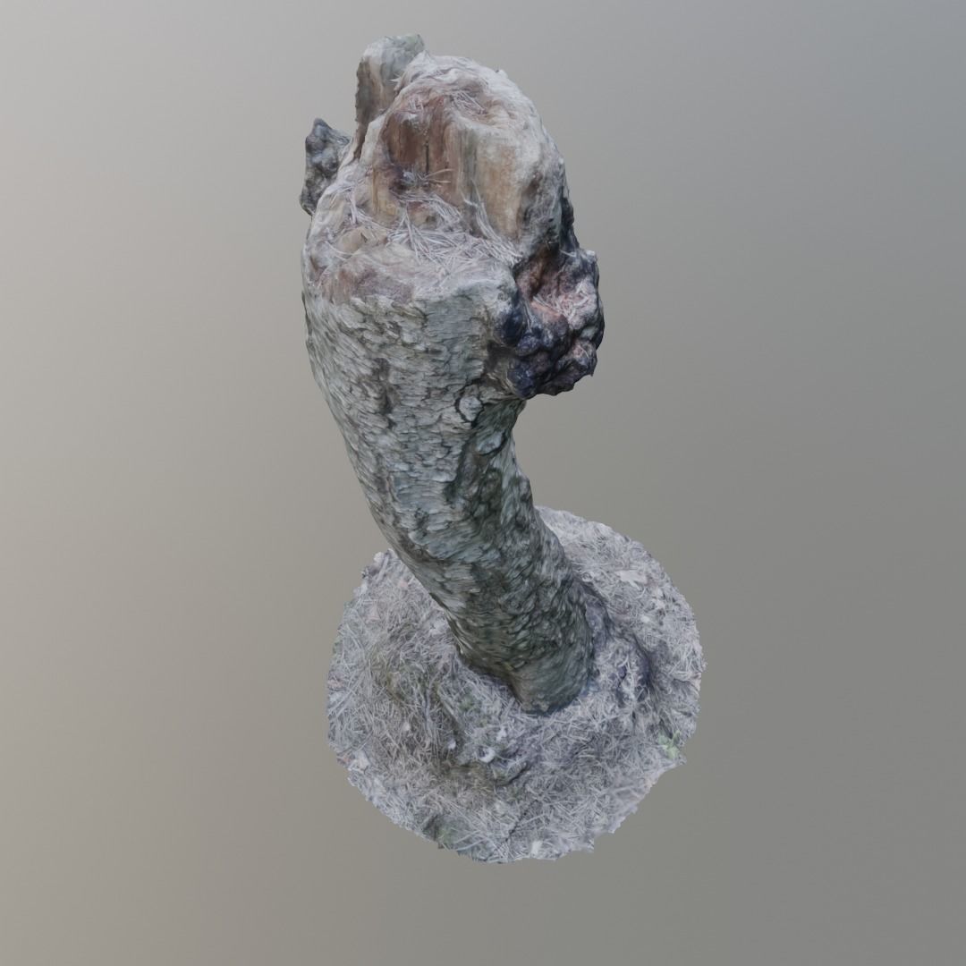3D Scanned Stump 13 3D model_2