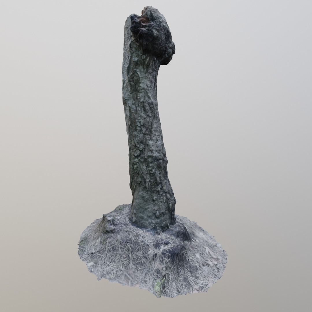 3D Scanned Stump 13 3D model_3