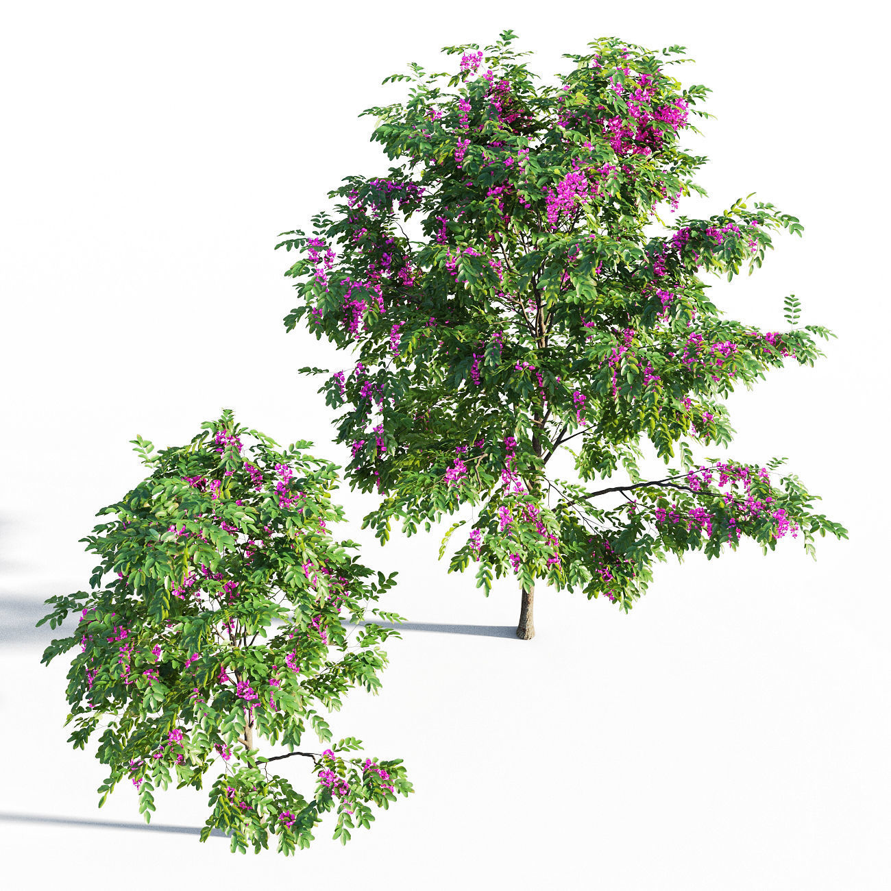 Purple Robe Locust - Robinia Pseudoacacia 3D model_4