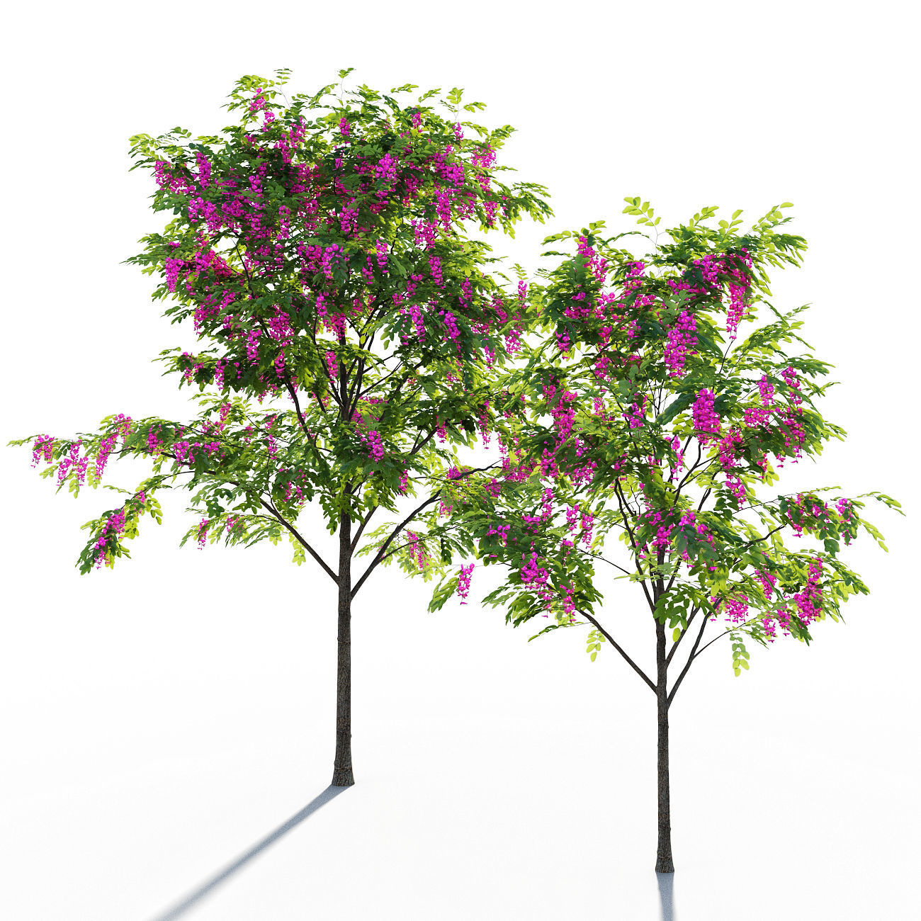 Purple Robe Locust - Robinia Pseudoacacia 3D model_3
