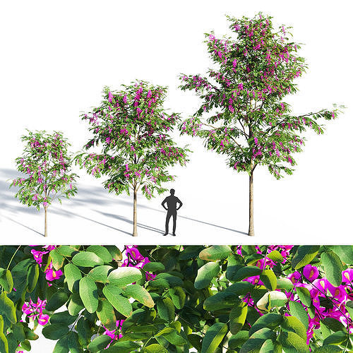 Purple Robe Locust - Robinia Pseudoacacia 3D model