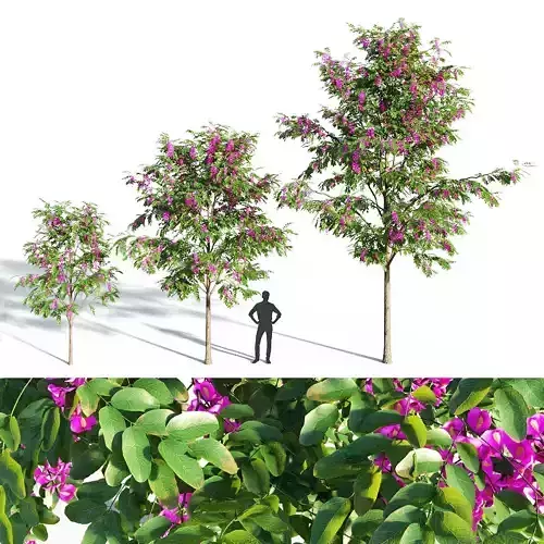 Purple Robe Locust - Robinia Pseudoacacia 3D model