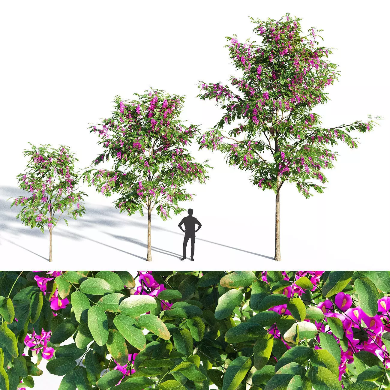 Purple Robe Locust - Robinia Pseudoacacia 3D model_0