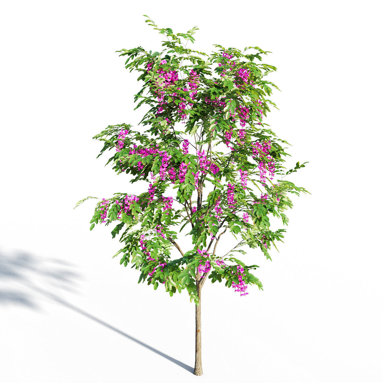 Purple Robe Locust - Robinia Pseudoacacia 3D model_5
