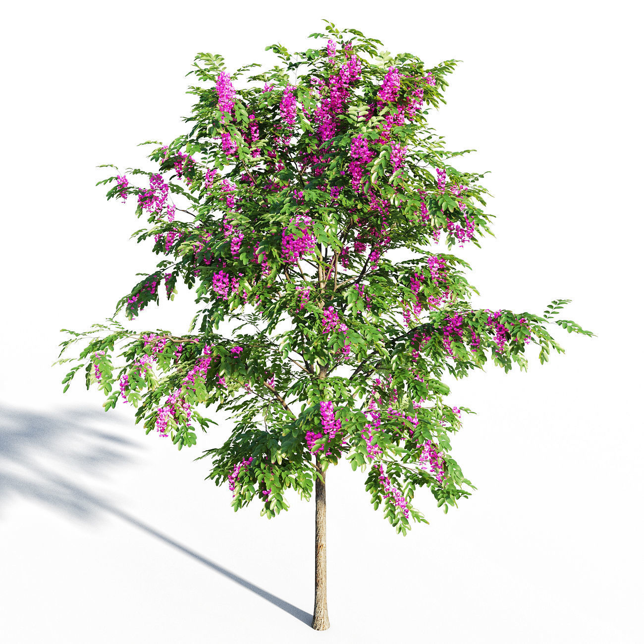 Purple Robe Locust - Robinia Pseudoacacia 3D model_6