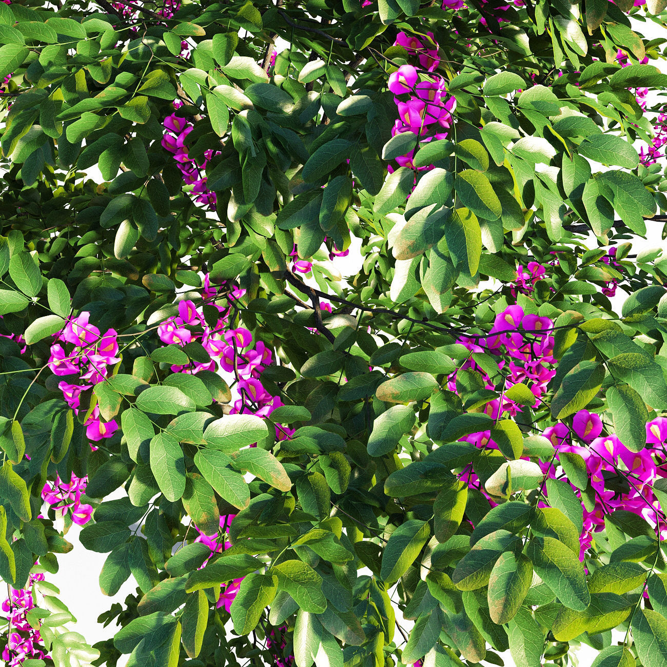 Purple Robe Locust - Robinia Pseudoacacia 3D model_1