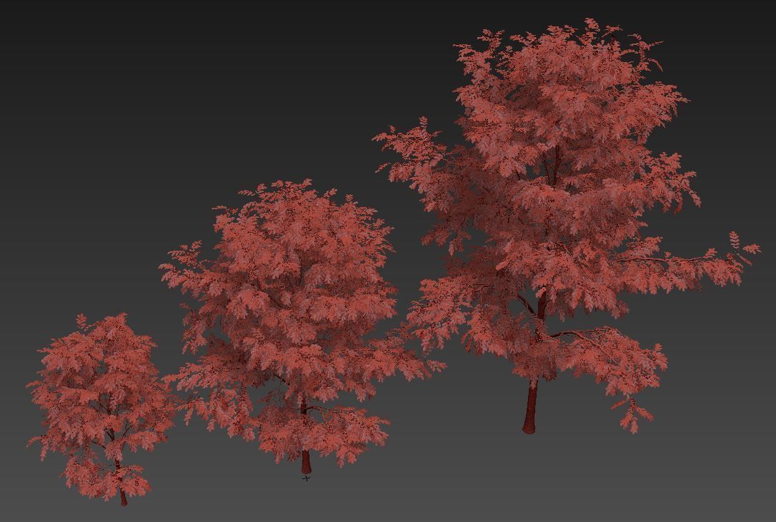 Purple Robe Locust - Robinia Pseudoacacia 3D model_9