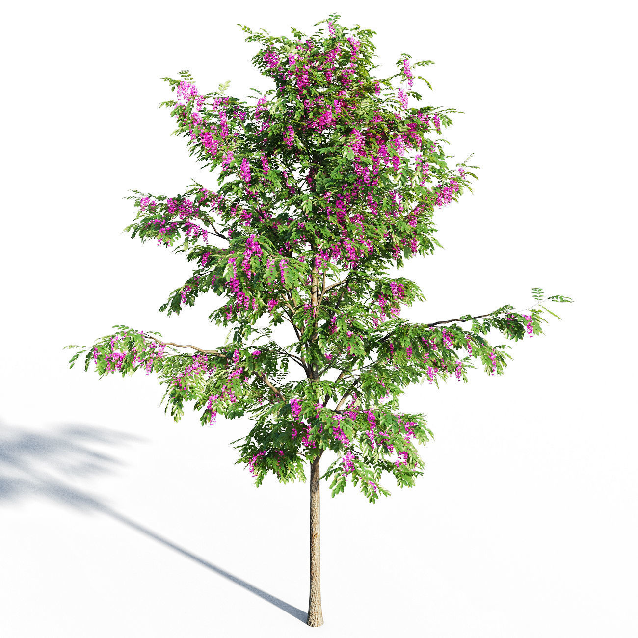 Purple Robe Locust - Robinia Pseudoacacia 3D model_7