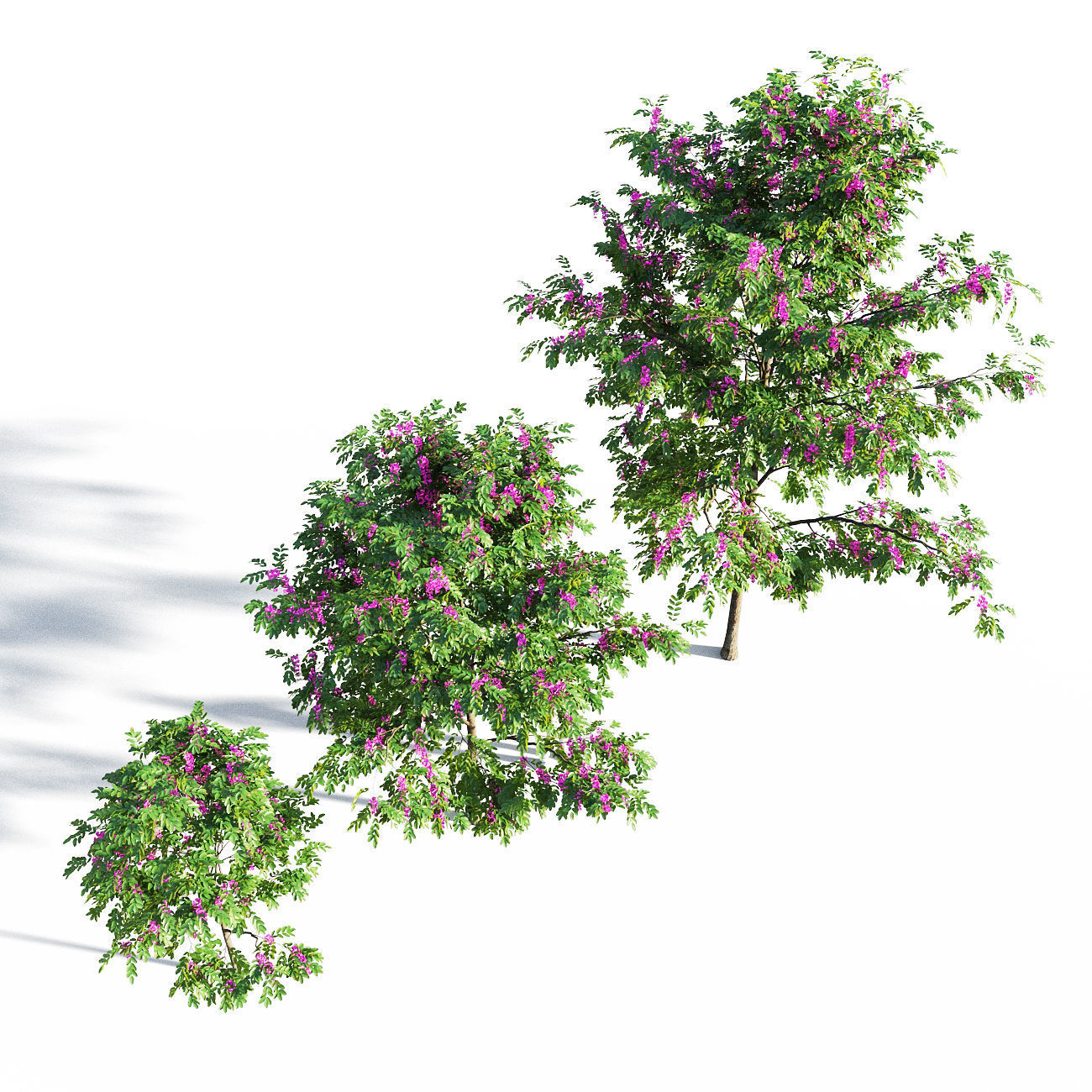Purple Robe Locust - Robinia Pseudoacacia 3D model_8