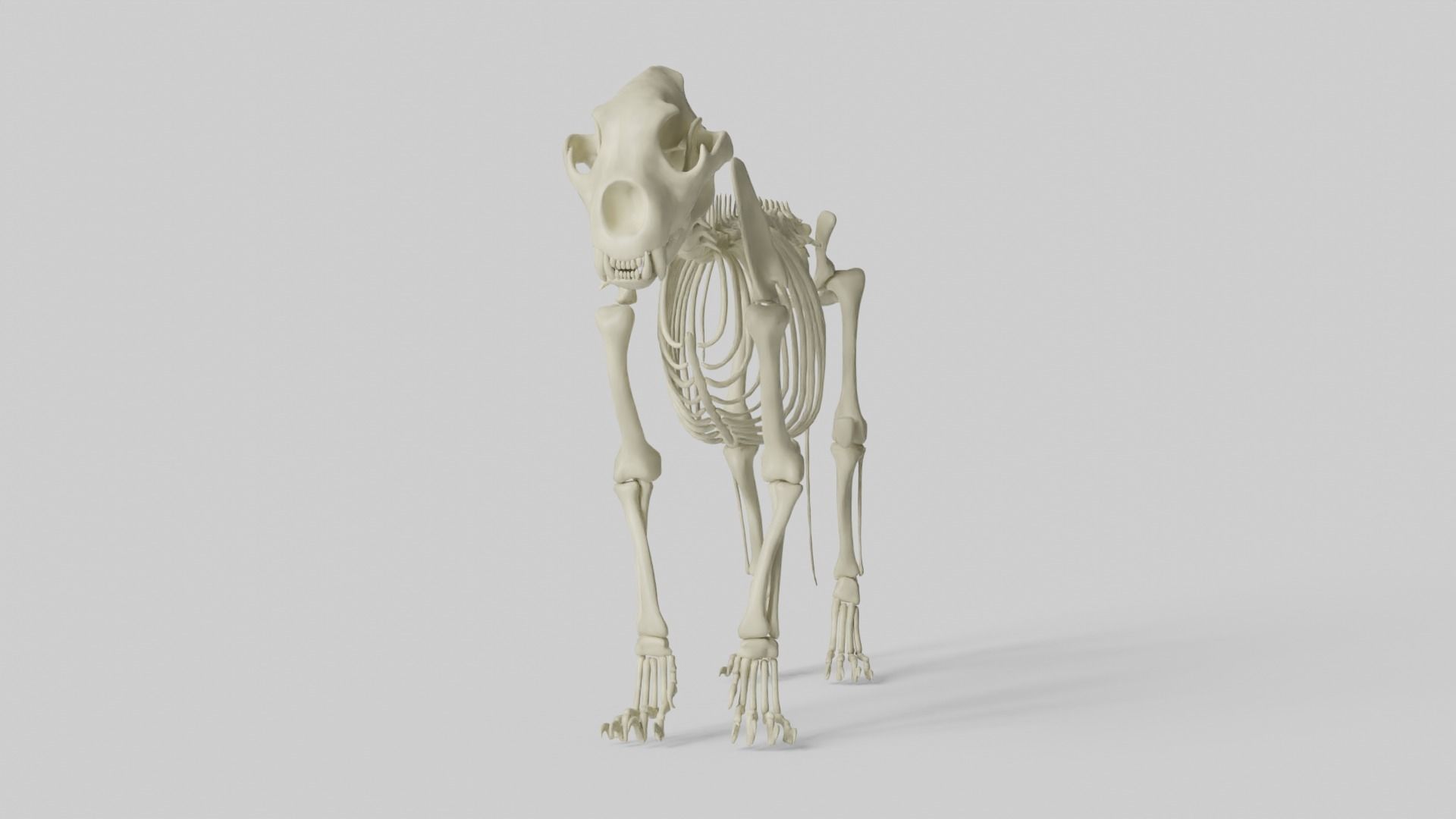 Lion Skeleton 3D model_6