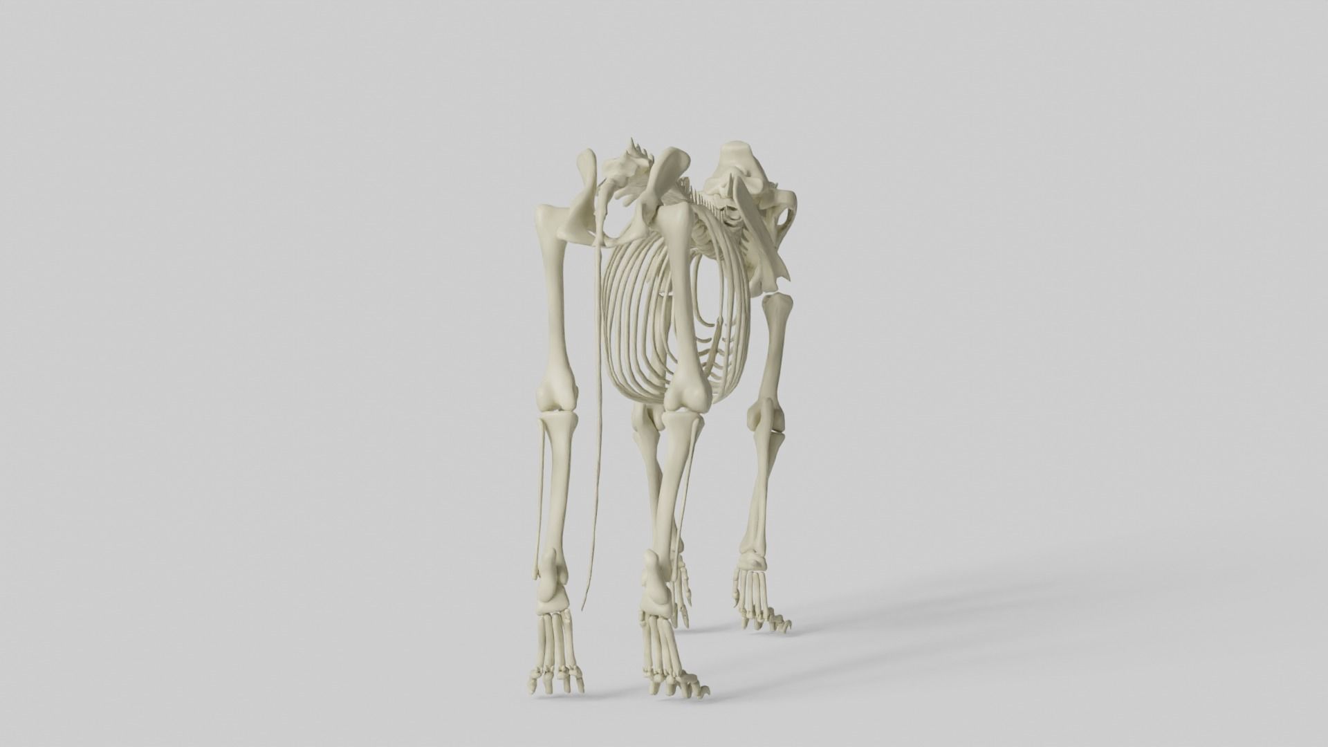 Lion Skeleton 3D model_16