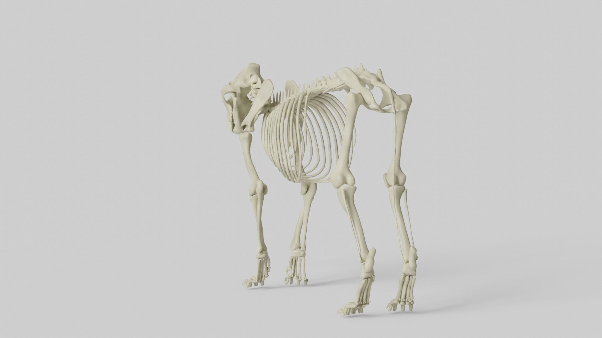 Lion Skeleton 3D model_14