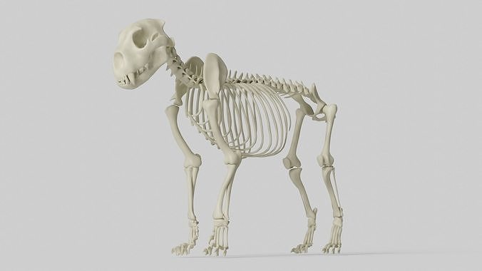 Lion Skeleton 3D model