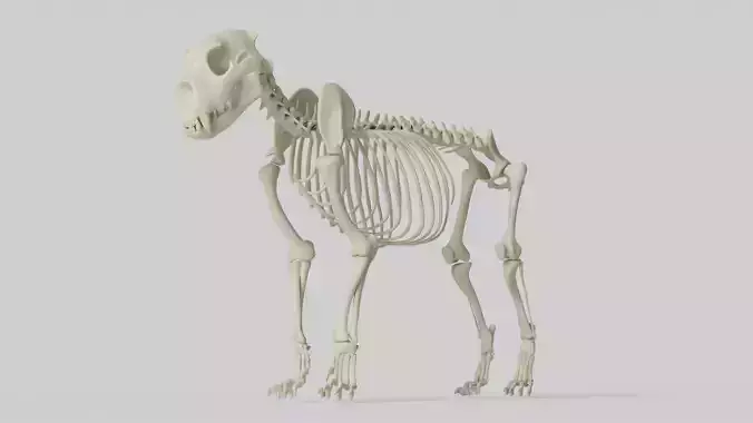 Lion Skeleton
