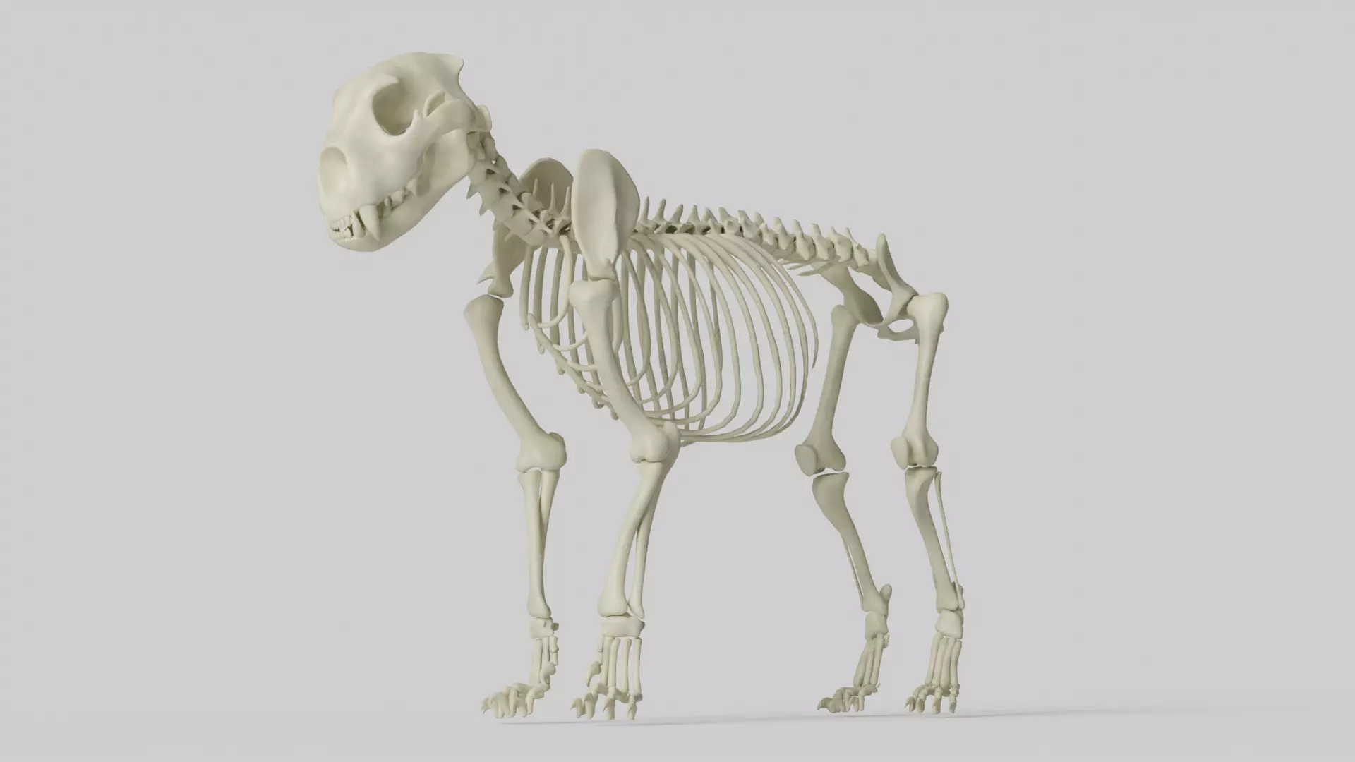 Lion Skeleton 3D model_0