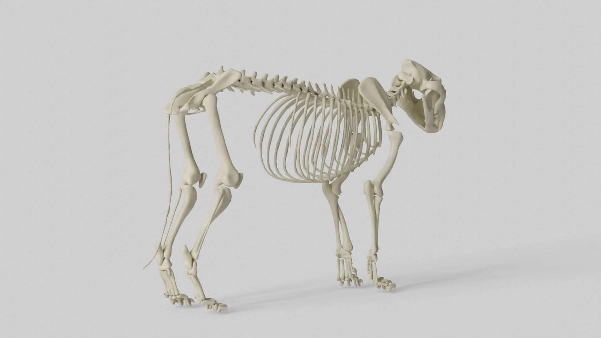 Lion Skeleton 3D model_18