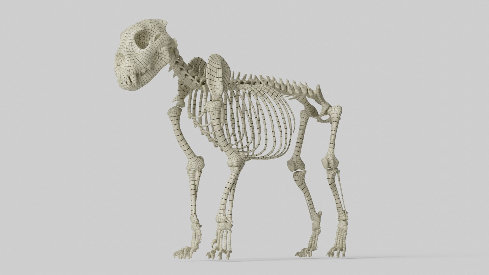 Lion Skeleton 3D model_23