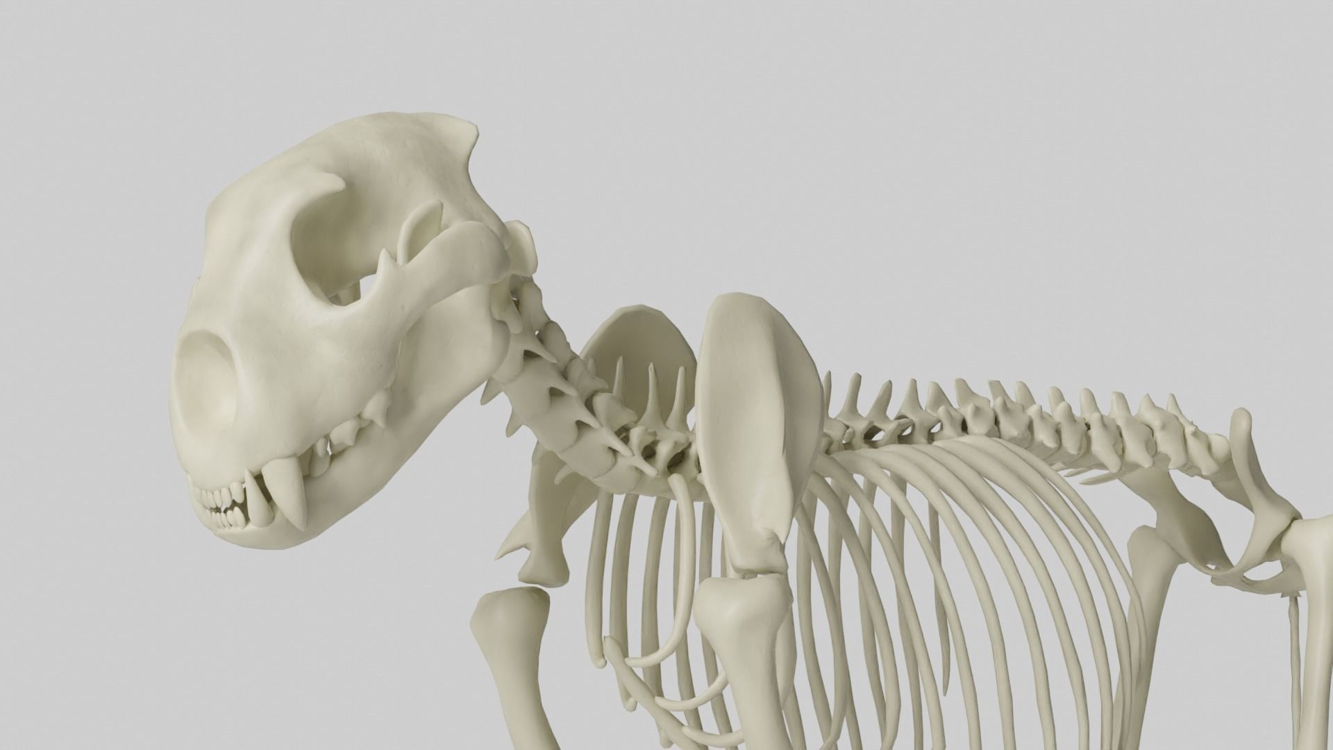 Lion Skeleton 3D model_1