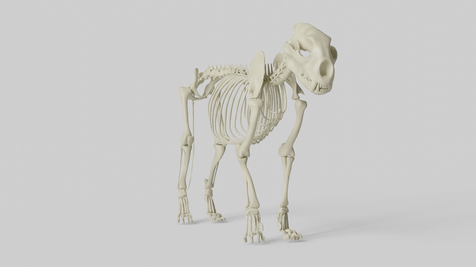 Lion Skeleton 3D model_4
