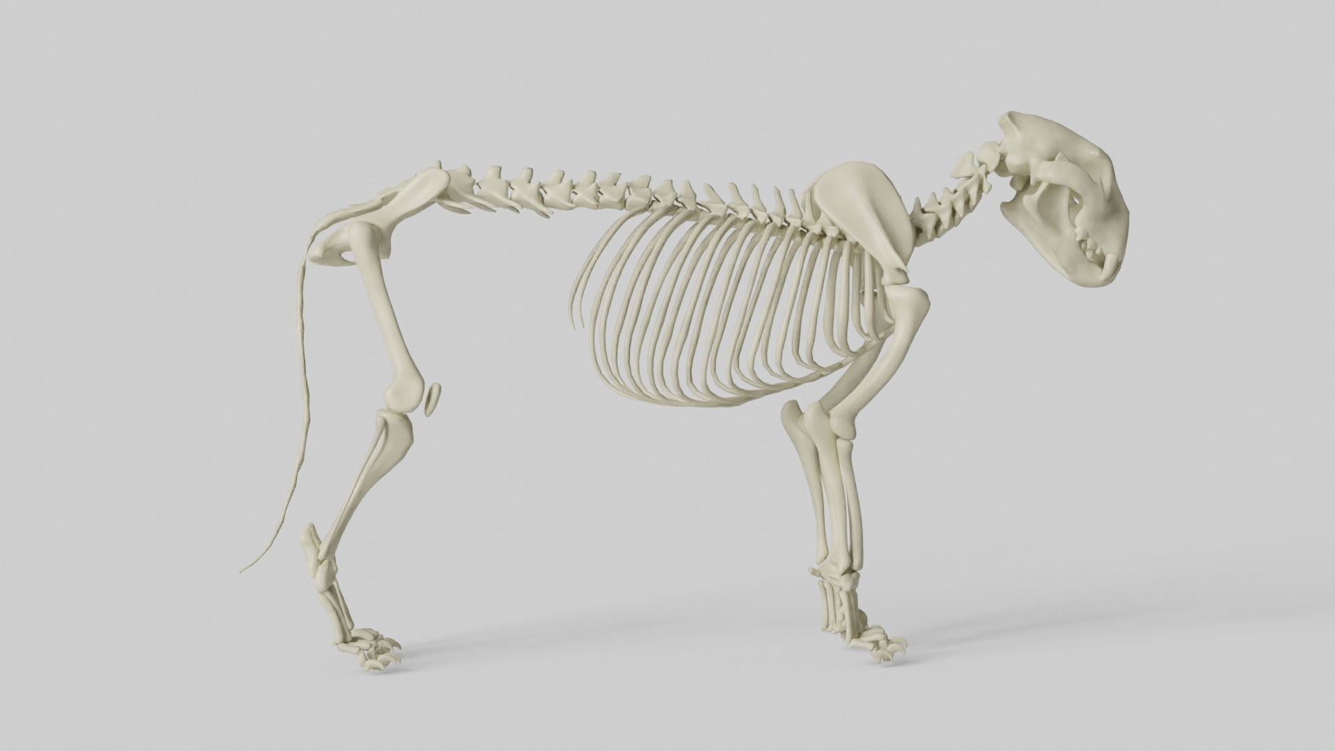 Lion Skeleton 3D model_20