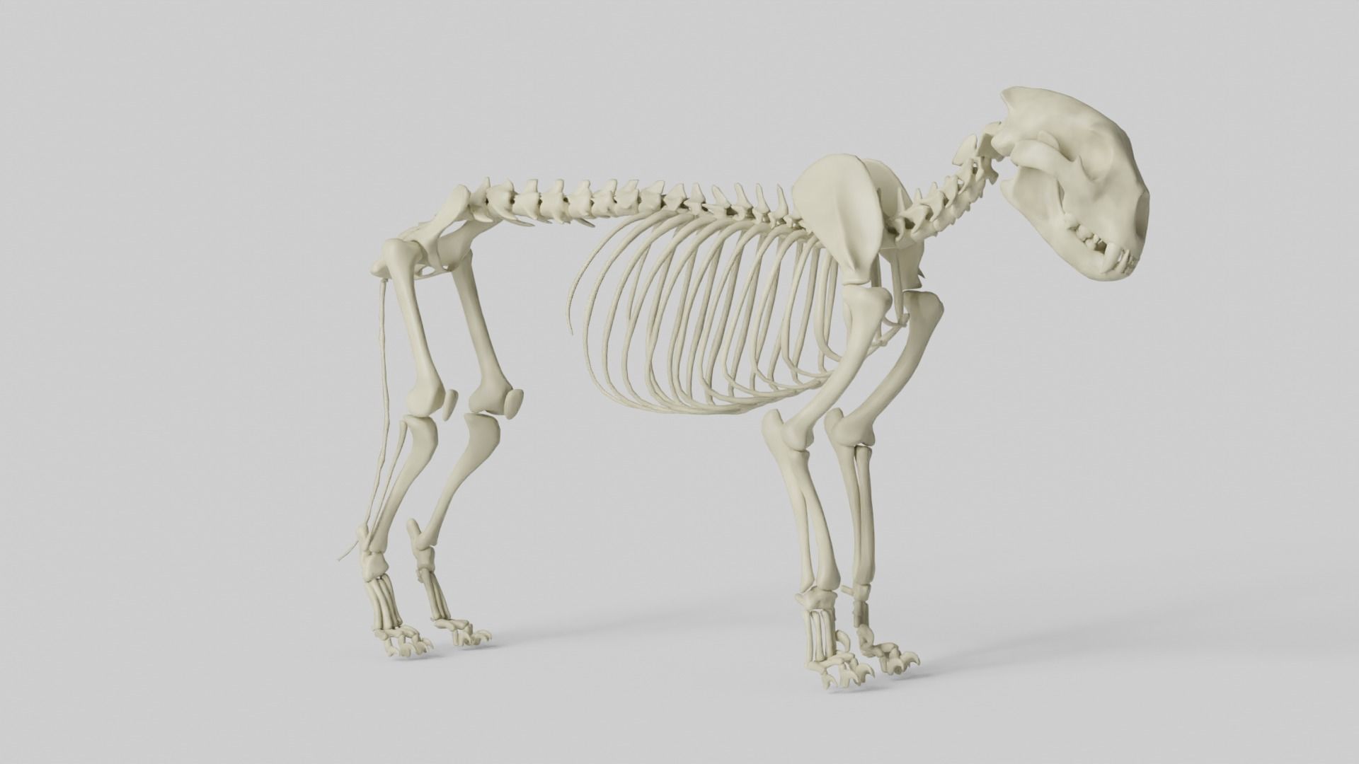 Lion Skeleton 3D model_22