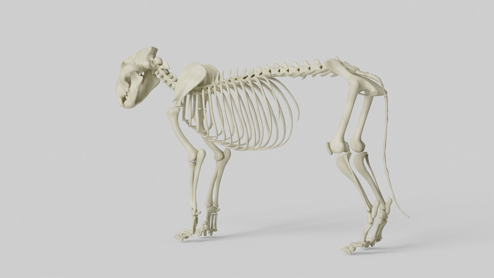 Lion Skeleton 3D model_12