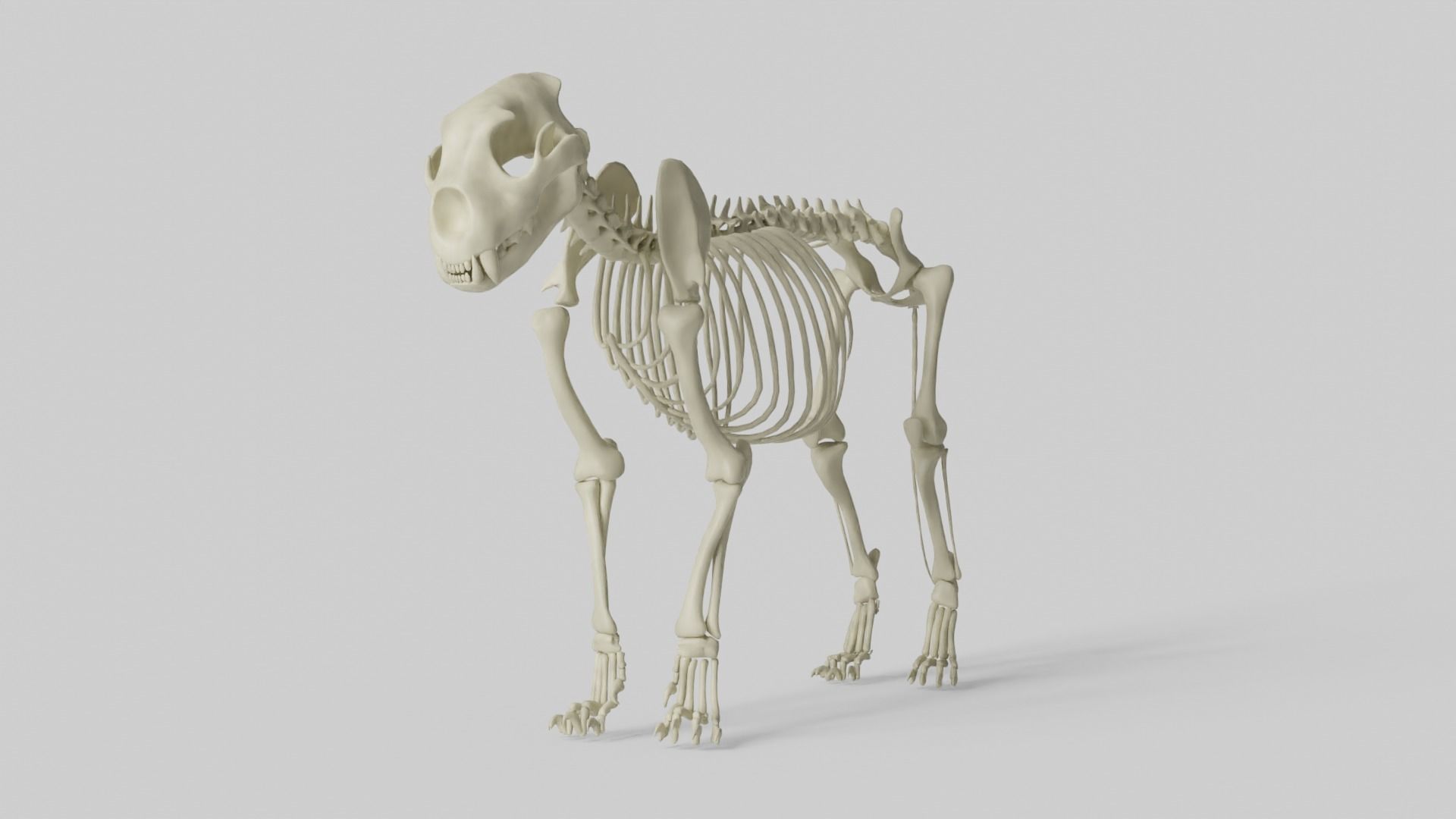 Lion Skeleton 3D model_7