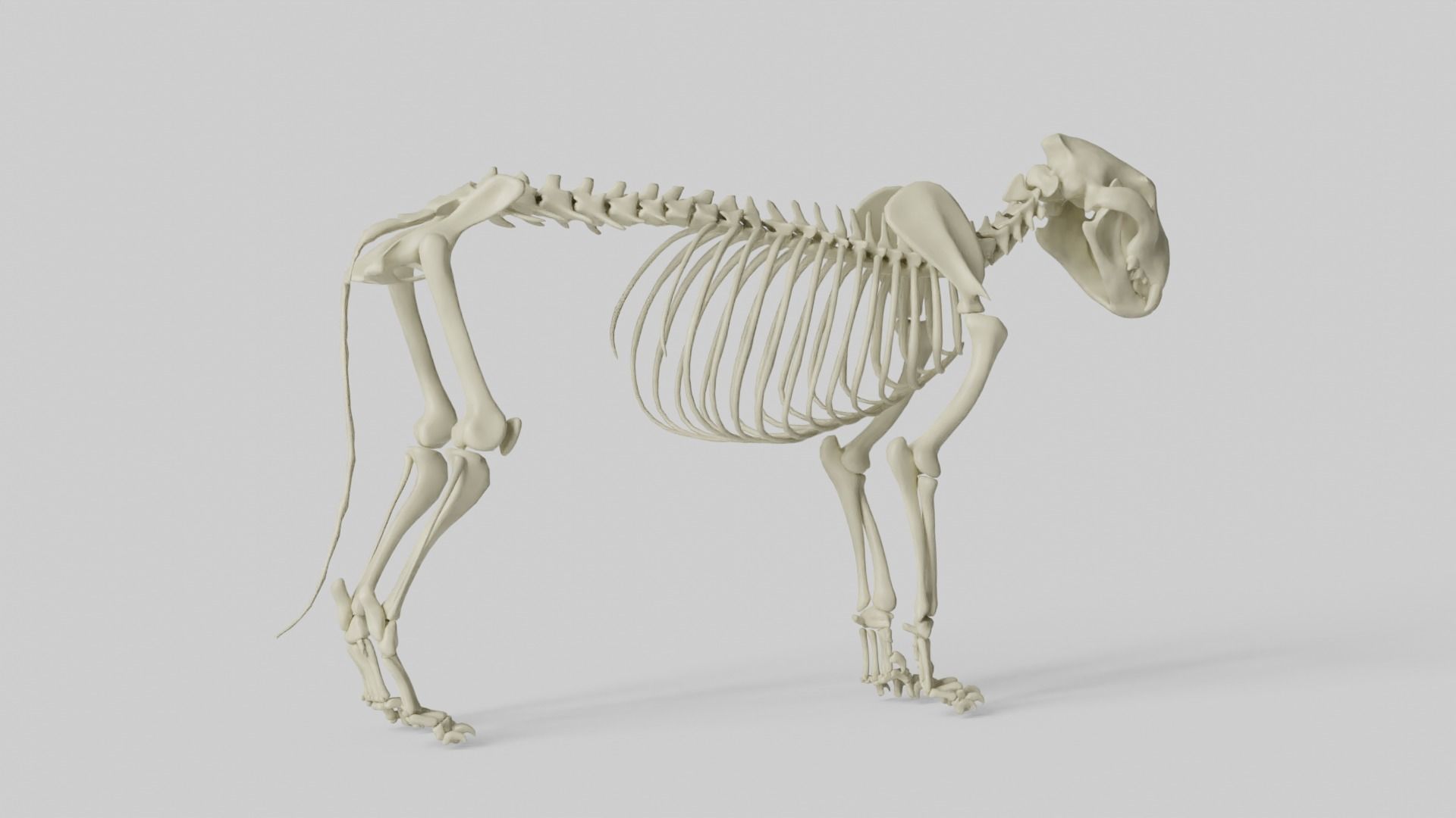 Lion Skeleton 3D model_19