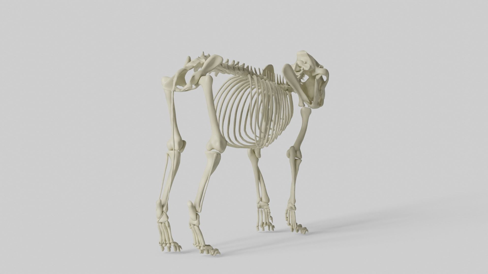 Lion Skeleton 3D model_17